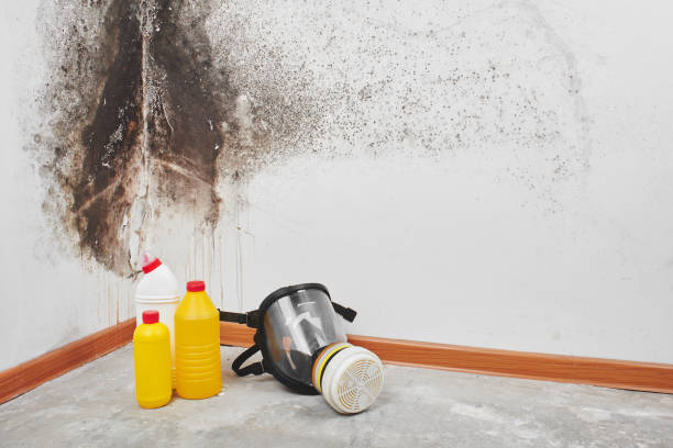 Best Certified Mold Removal  in Neoga, IL