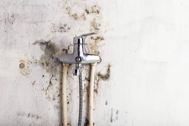 Best Fast Mold Removal  in Neoga, IL
