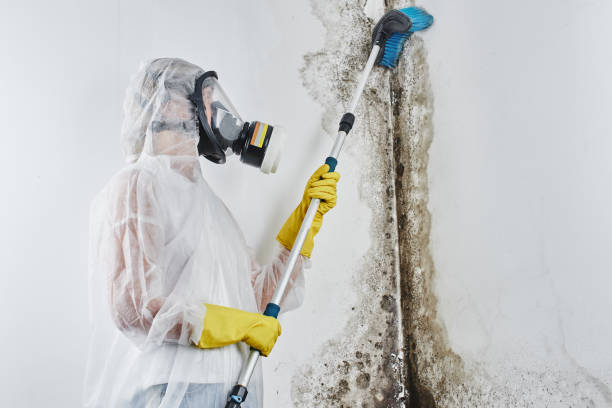 Best Attic Mold Removal  in Neoga, IL