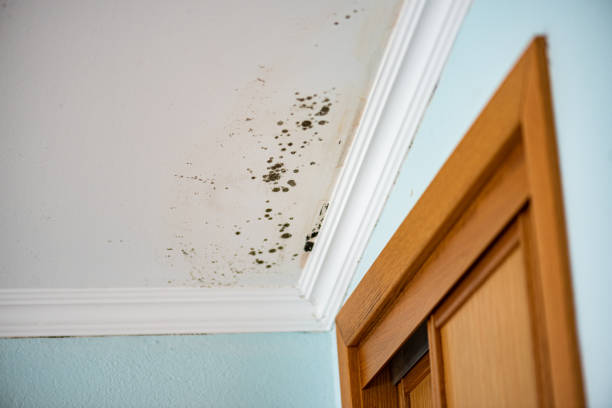 Mold Removal and Inspection in Neoga, IL