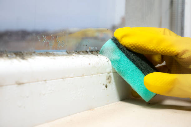 Best Attic Mold Removal  in Neoga, IL