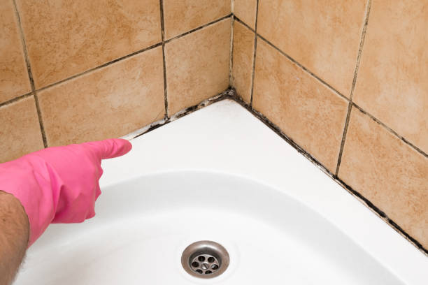Best Mold Removal and Inspection  in Neoga, IL