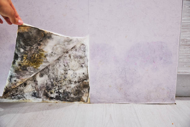 Best Mold Testing  in Neoga, IL